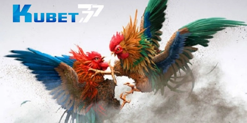 Đá gà Kubet77 hấp dẫn, cung cấp nhiều trận đá gà mỗi ngày. Đá gà Kubet77 hấp dẫn, cung cấp nhiều trận đá gà mỗi ngày.
