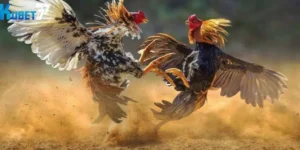 da ga noi