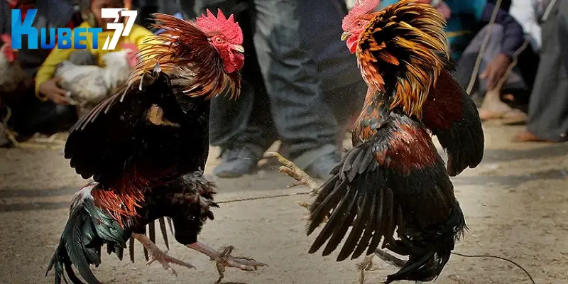 Người chơi mới cần nắm rõ luật đá gà chọi khi cá cược tại Kubet77 Người chơi mới cần nắm rõ luật đá gà chọi khi cá cược tại Kubet77