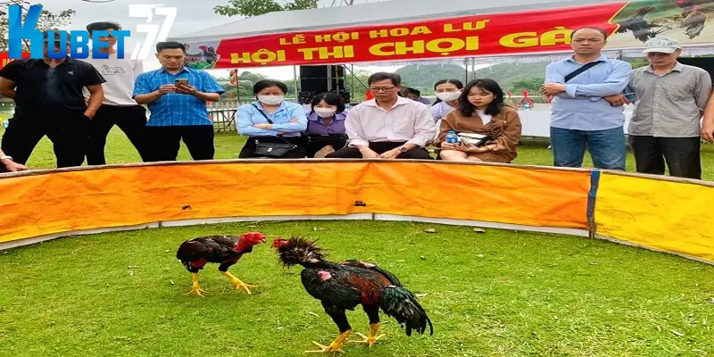 Nhiều giải đấu sẽ xếp hạng đá gà theo tuổi và cựa Nhiều giải đấu sẽ xếp hạng đá gà theo tuổi và cựa