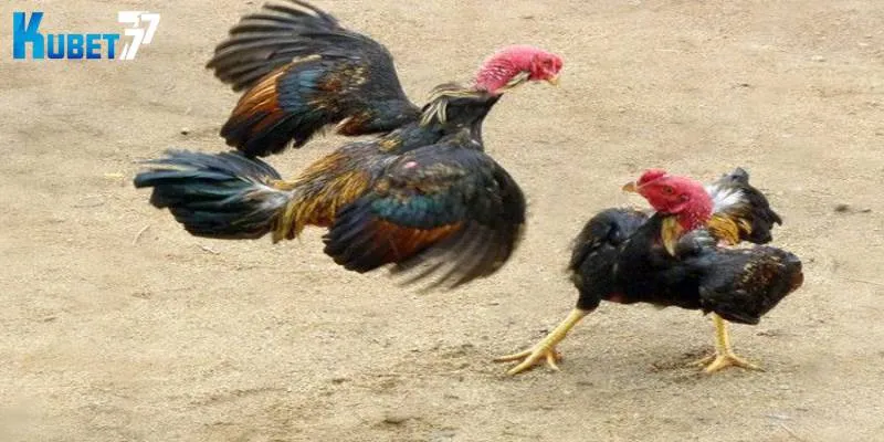 Quy trình tham gia vào sảnh đá gà trực tuyến Quy trình tham gia vào sảnh đá gà trực tuyến
